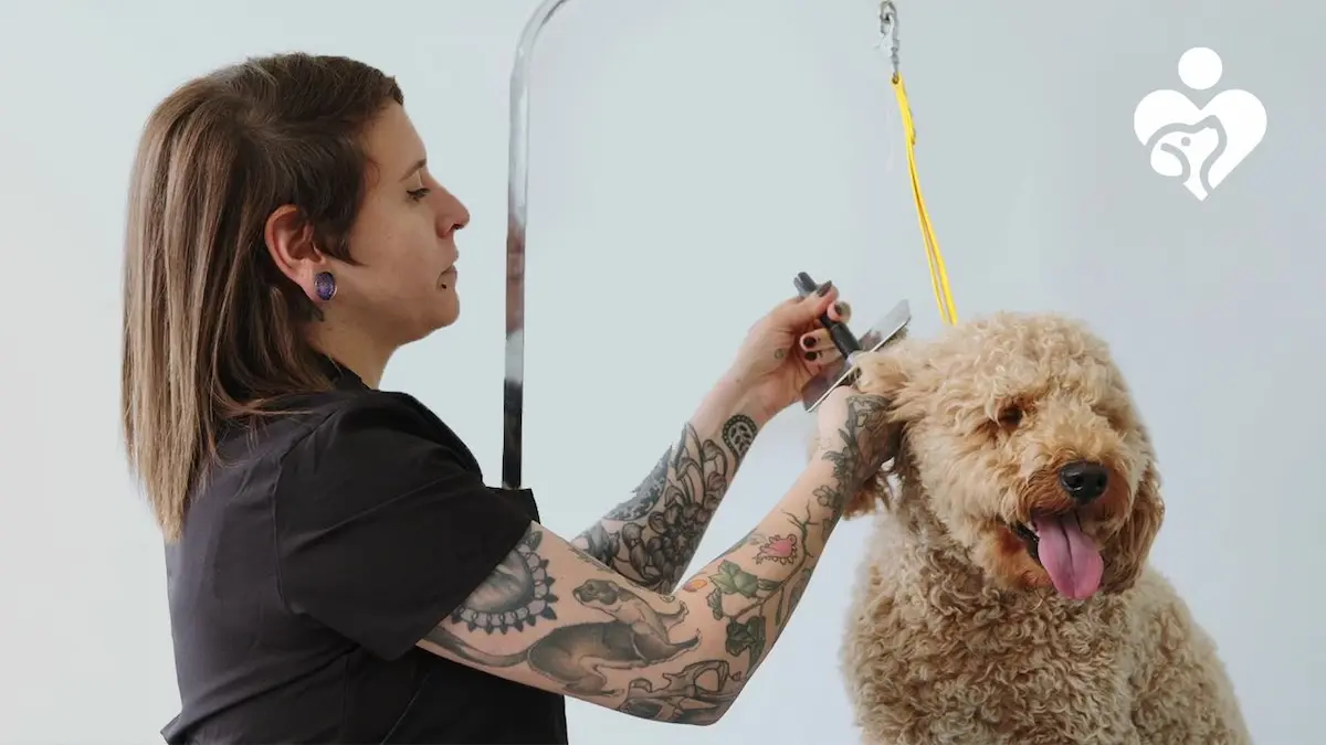 How to Groom a Goldendoodle