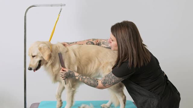 How to Groom a Golden Retriever