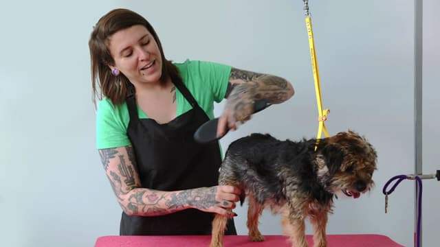 How to Groom a Terrier