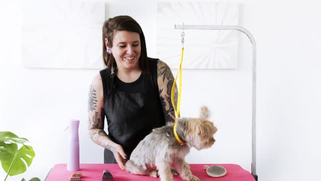 How to Groom a Yorkie